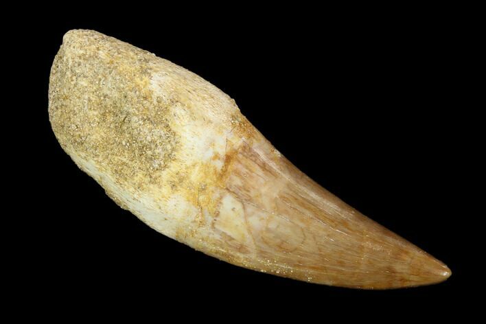 Partially Rooted Mosasaur (Eremiasaurus) Tooth - Morocco #117010
